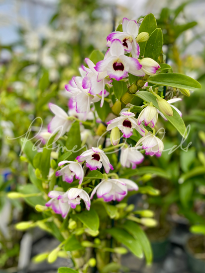Den. Love Memory 'Fizz' — Palmer Orchids